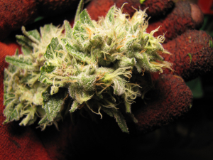 Blueberry Muffin's picture by 25organics