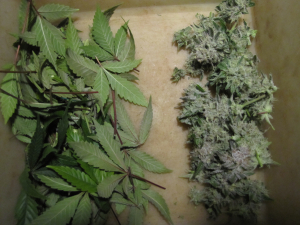 Blueberry Muffin's picture by 25organics