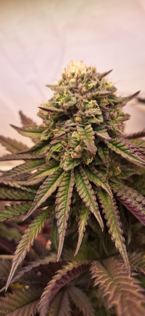 Image #05112530180073515