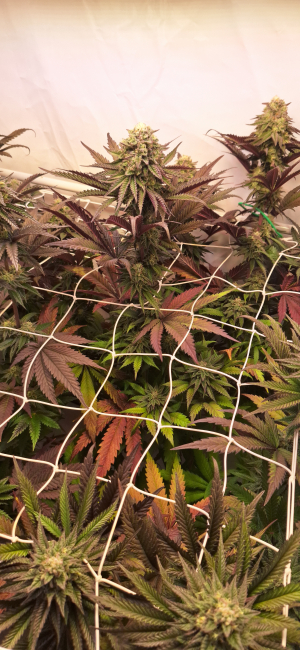 Image #05112580020062165