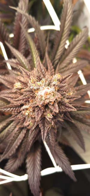 Image #26112524811090143