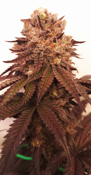 Image #26112545869641541