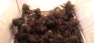 Image #26112556233213898