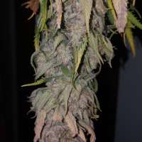 An image of Pineapple Skunk