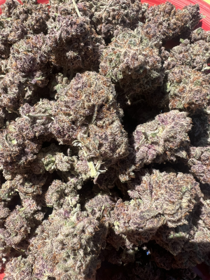 An image of Arctic Widow