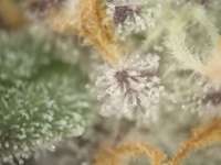 An image of Cactus OG