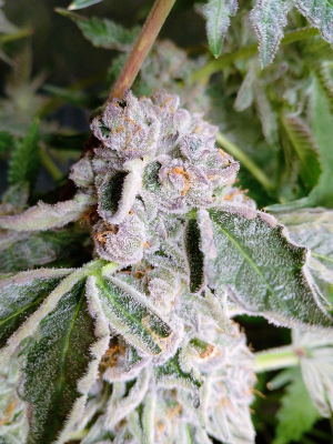 An image of Slurmint IX