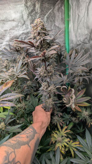 An image of Slurmint IX