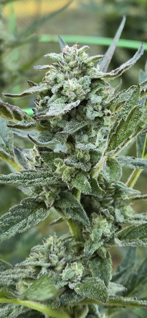 An image of Black Cherry Flambe