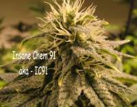 An image of Insane Chem 91