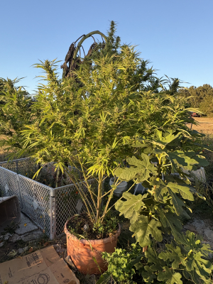 Image #26102538627466035