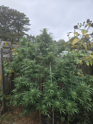 Image #17112559567666548