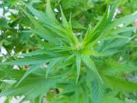 An image of Mex.Sativa