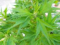 An image of Mex.Sativa