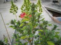 An image of Mex.Sativa