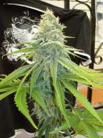 An image of Power Skunk