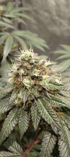 Pink Paletas's picture by BavarianWeed