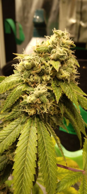An image of Sour Diesel BX2