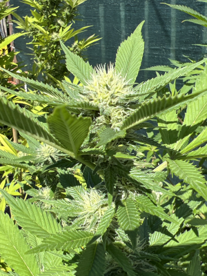 An image of Trinity Skunk