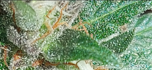 Image #18072570380185470