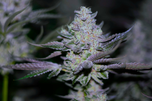 Image #23012613286703050