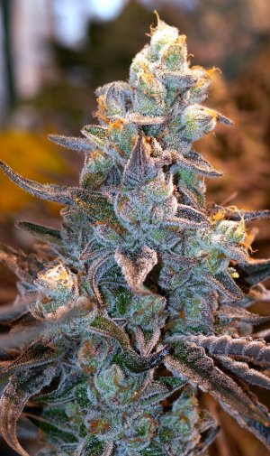 Image #23012614204127297