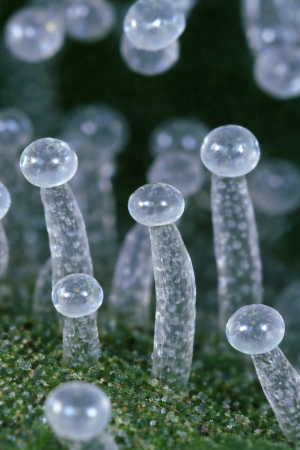 Image #23012637502688486