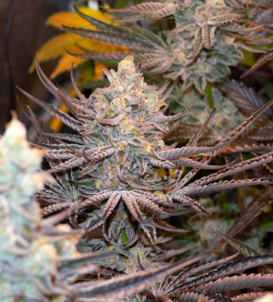 Image #23012638573410876