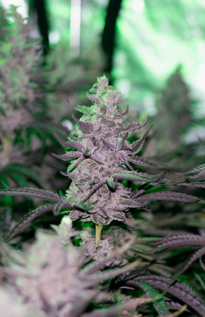 Image #23012650076940280