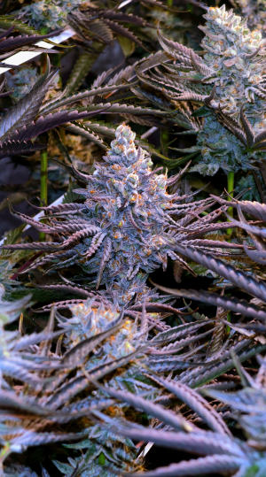 Image #23012650995843218