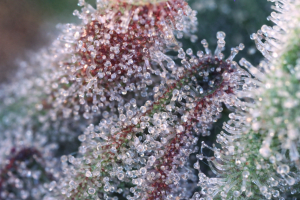 Image #23012660693062921