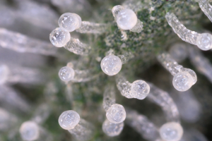 Image #23012683005824398