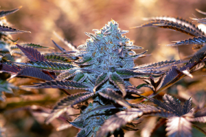 Image #23012686210410389