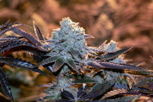 Image #23012690901958115