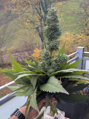 Image #12112501936571486