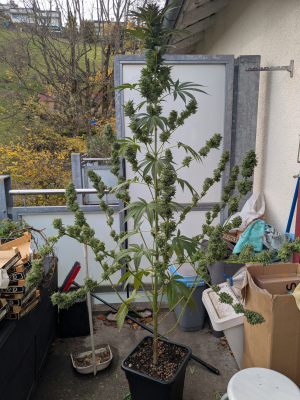 Image #12112506286703223