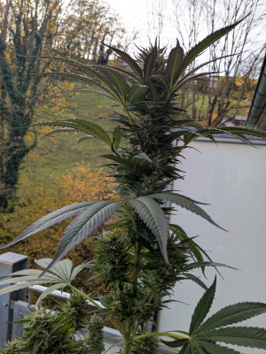 Image #12112509226430367