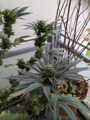 Image #12112509726681228