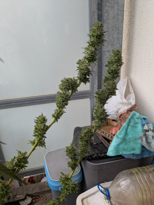 Image #12112518718332300