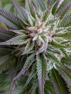 Image #12112531067736278