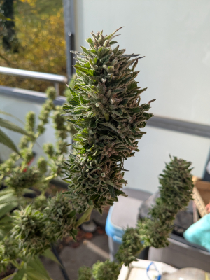 Image #12112547938820543