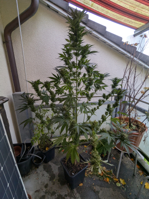 Image #12112549826660385