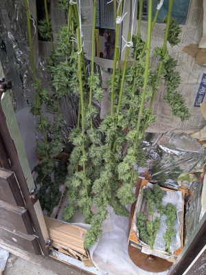 Image #12112558355687335