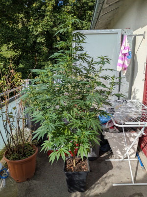 Image #12112562837141979