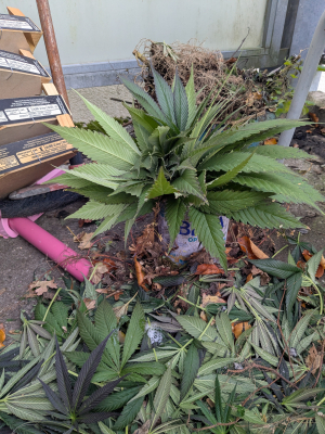 Image #12112567926947394