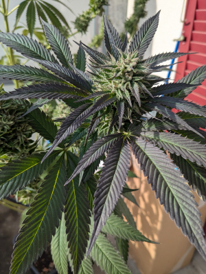 Image #12112569874906311