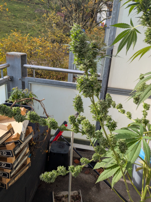 Image #12112596303916160