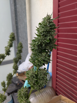 Image #12112599485517103