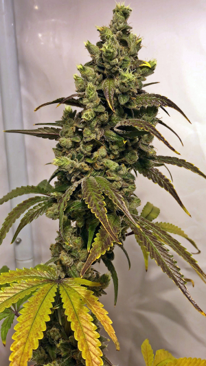 Tangie Ghost Train's picture by hoppmann