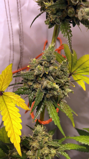 Tangie Ghost Train's picture by hoppmann